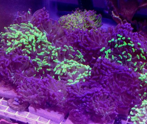 Bicolor Hammer Head Coral