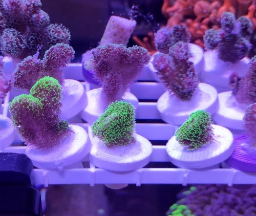 Green &amp; Blue Pocillopora Frag SPS