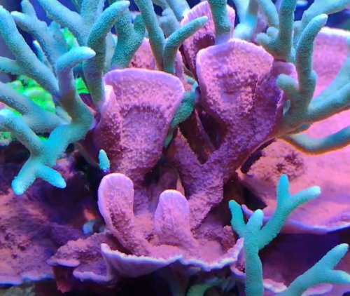 Montipora